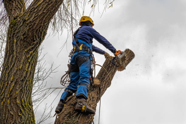 The Steps Involved in Our Tree Care Process in West Loch Estate, HI